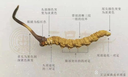 蛹虫草胶囊功效与作用-权威迈康蛹虫草胶囊平台,分享专业蛹虫草胶囊对心脏有好处吗知识_蛹虫草胶囊网