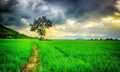 蛹虫草胶囊的功效-权威迈康蛹虫草胶囊平台,分享专业蛹虫草胶囊对心脏有好处吗知识_蛹虫草胶囊网